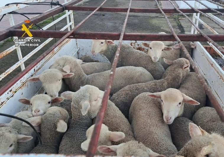 Tres detenidos por robar 28 corderos en Logrosán, dos de los cuales murieron